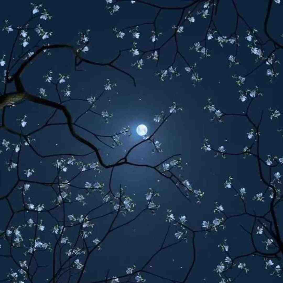  دیگه نوری نی تو این شبام