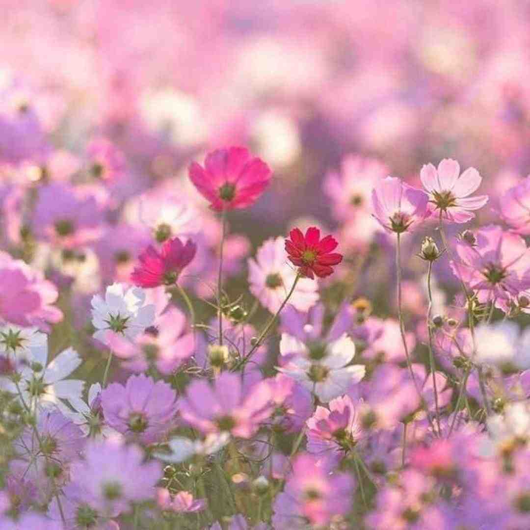  بگو هنوز ماله منی عشق منی یا نه ورژن گیتار