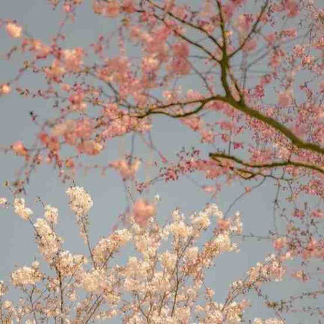  هرجوری قلبمو عقلمو جونمو بردی