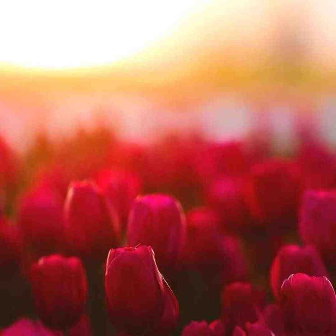  حال میکنم فقط با خودم به مولا