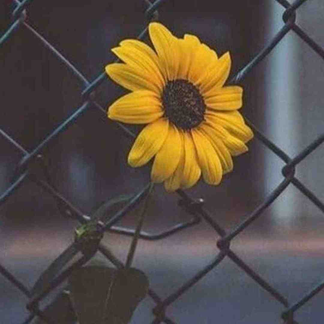  کم آوردم دیگه کم آوردم چقدر از دست ورژن اینستایی
