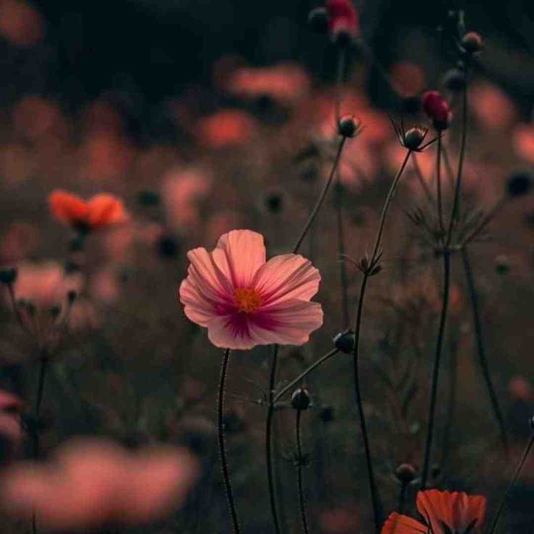  شدی واسم یادش بخیر واسم مهم نیست حال دلت با صدای بچه