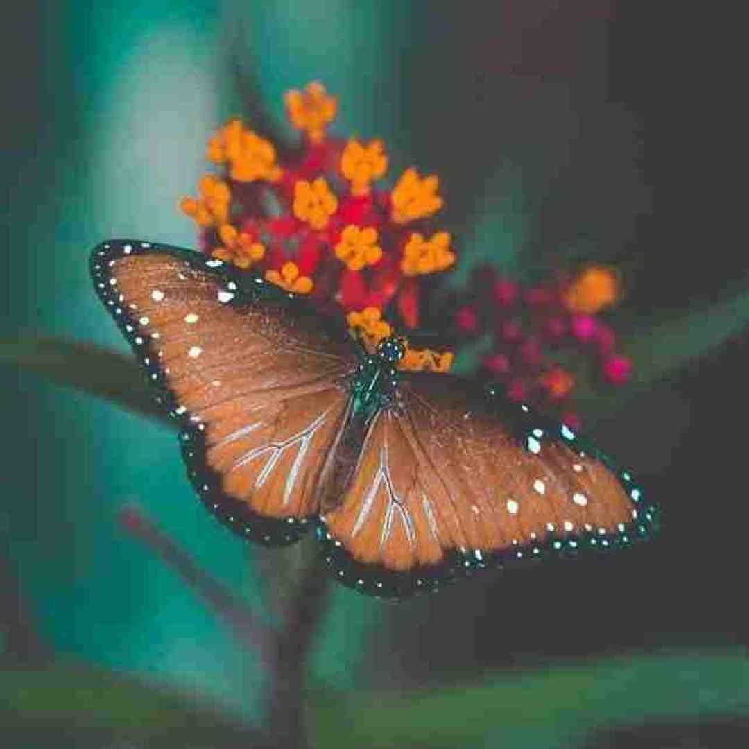  کفتر کاکل به سر وای وای بی خبر با صدای بچه