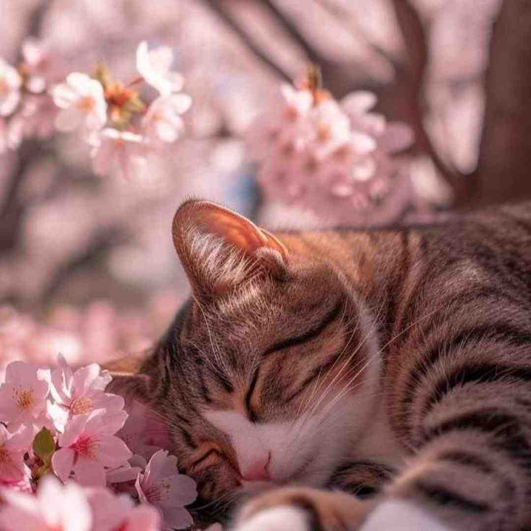  چشا میزنه دو دو حالتا کتامینی