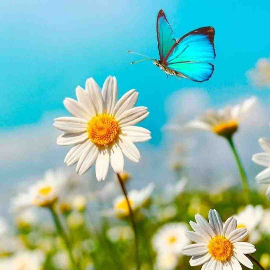 نفسم هر جا بودی تنها وایسا برسم آسمون شهر تار میشه