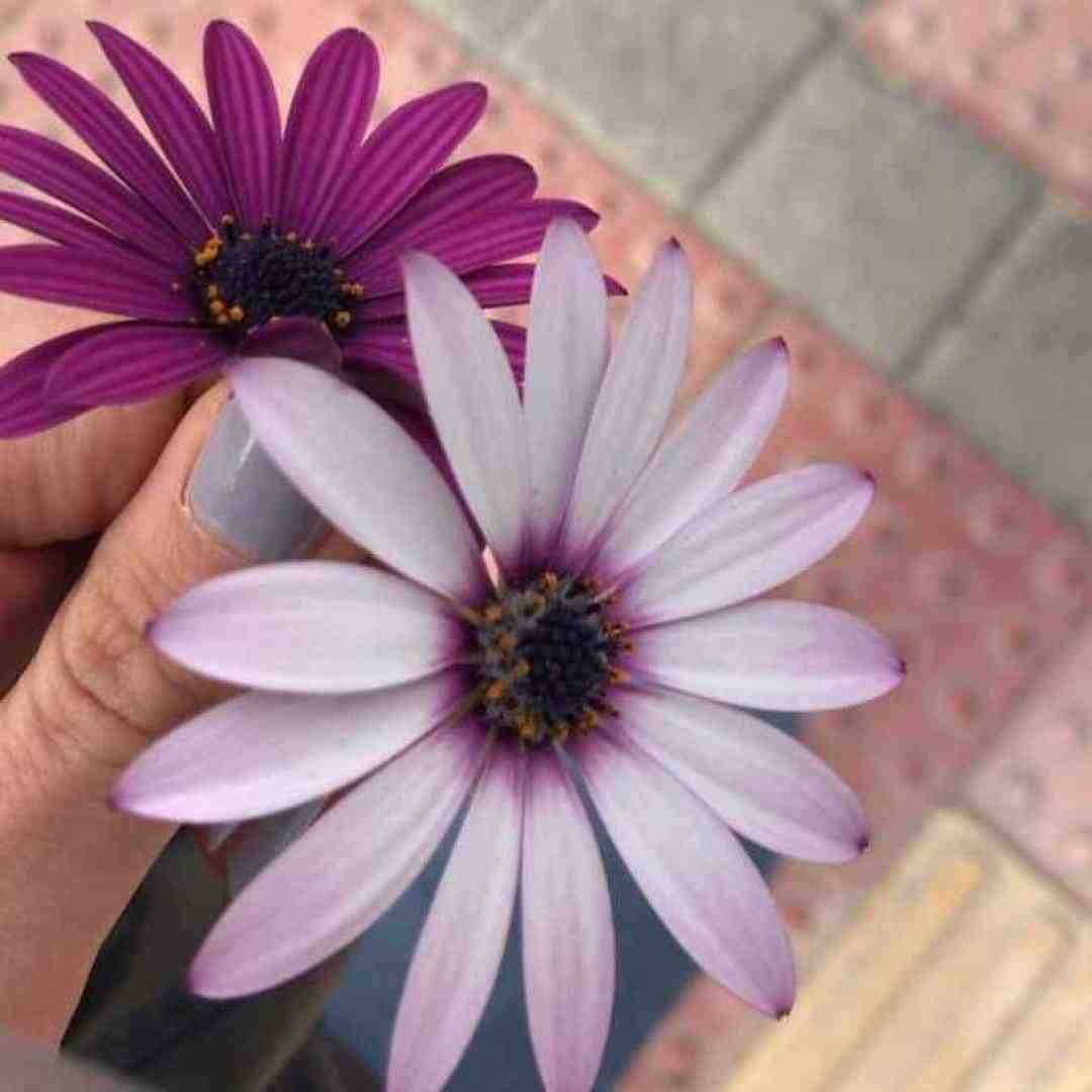 دلم چه بی قراره شب و روز نداره با صدای بچه