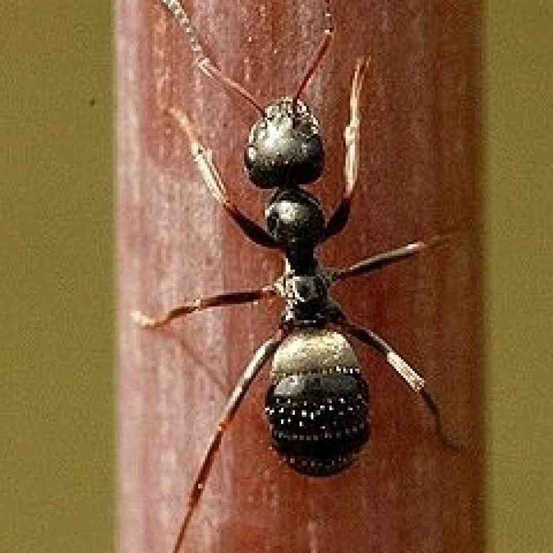  مورچه جونم تو ماهی عیب نداره سیاهی