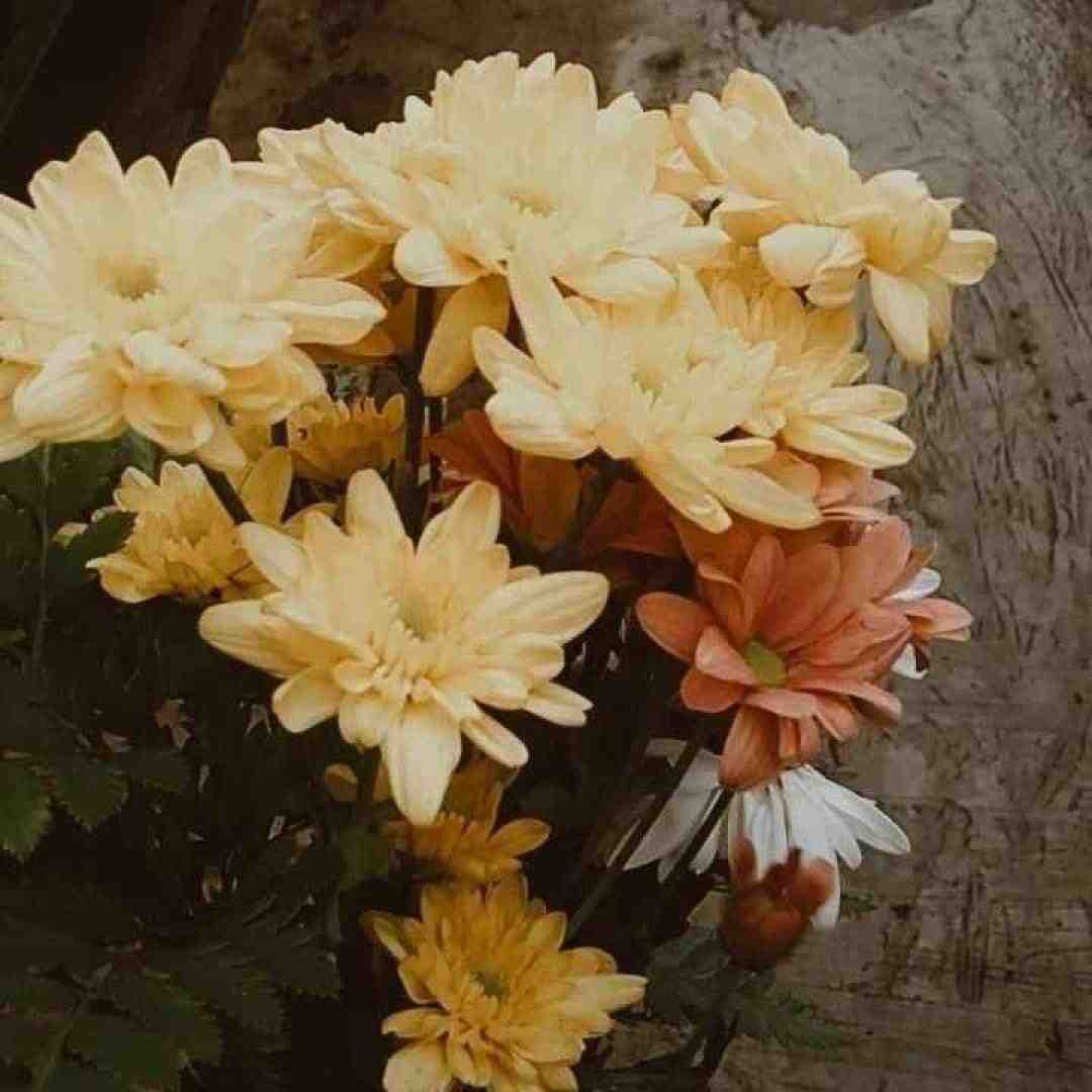 آرتور و سایا و مودی ام قاصدک