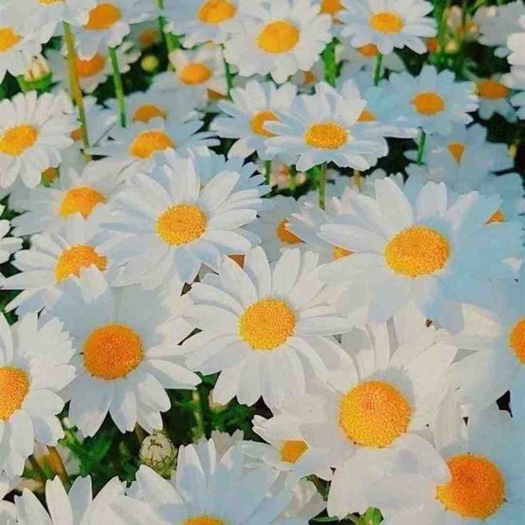 من عاشق چشماتم غریب دریا