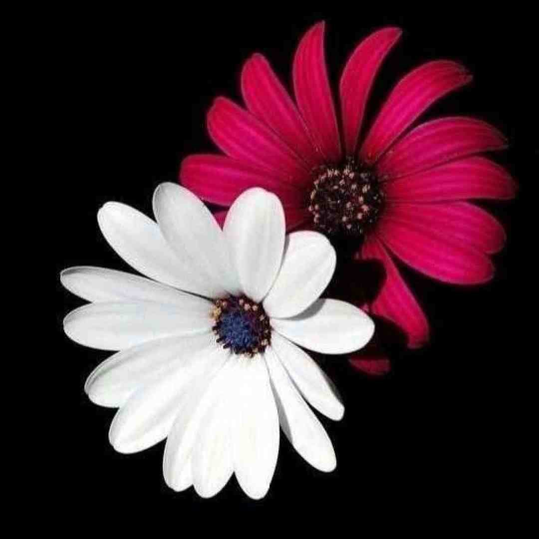  خدایی که داره هوای ما رو عشق است (هوش مصنوعی)