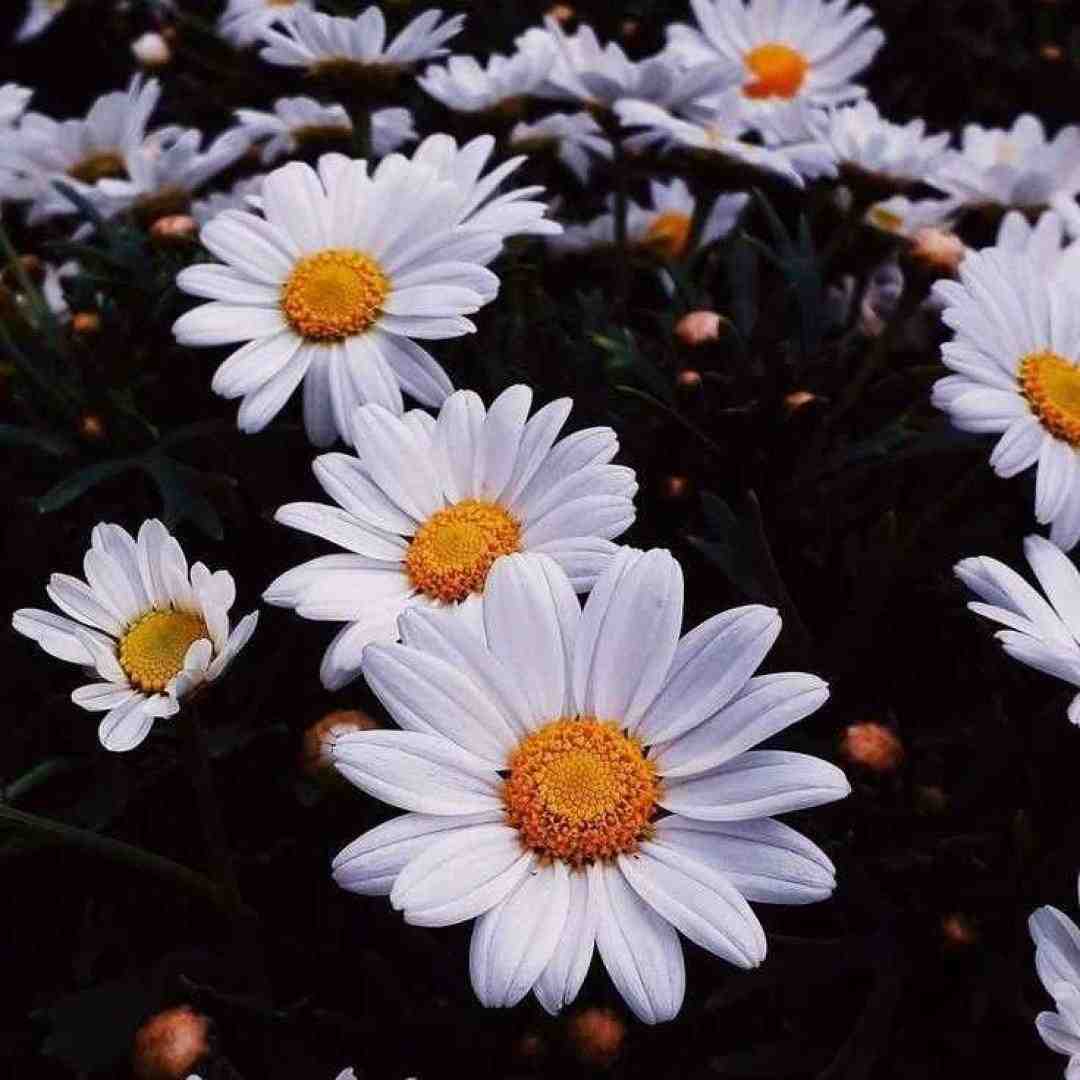 به من بگو بی وفا حالا یار که هستی