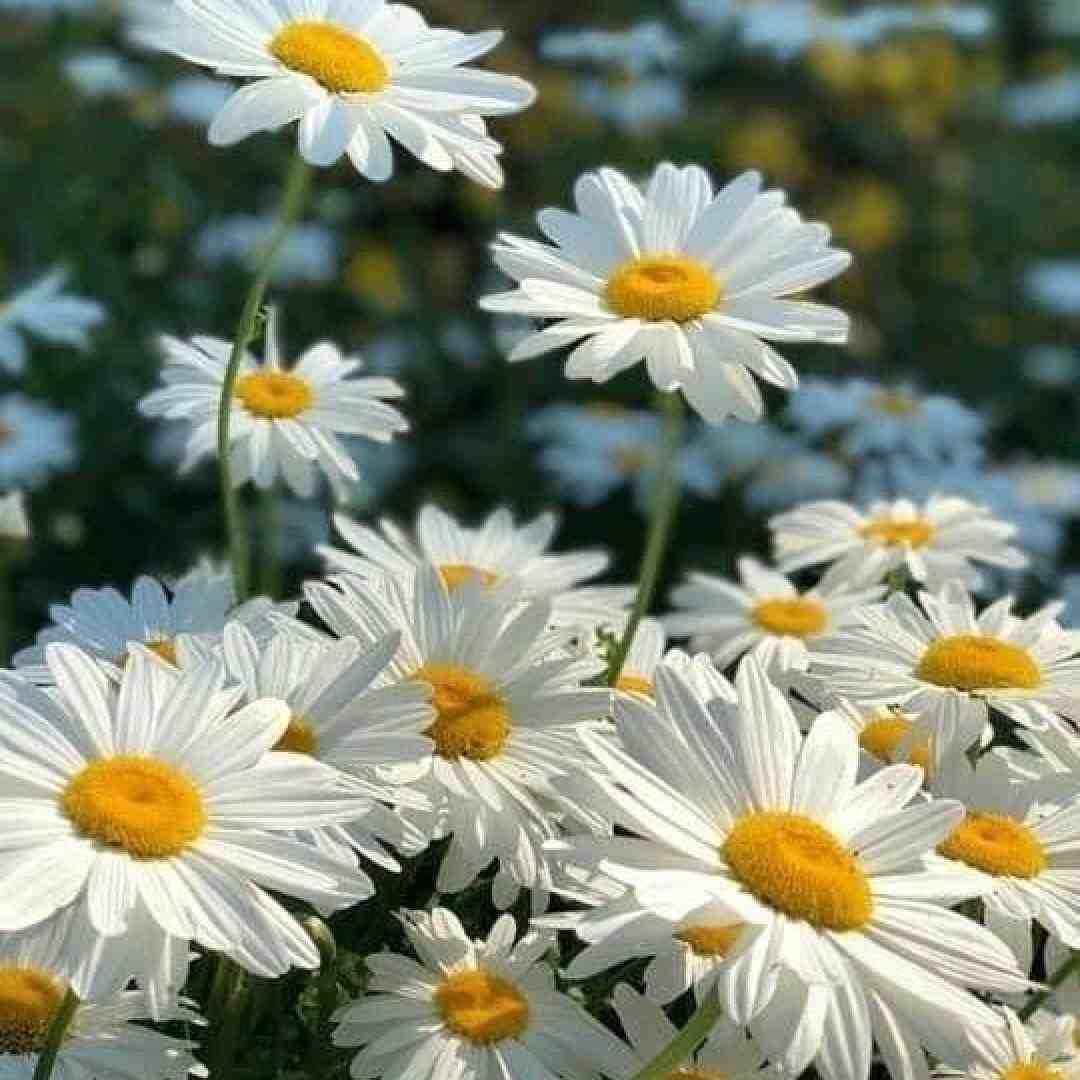  چه کنم چیکار کنم تو منو نشناختی با صدای زن