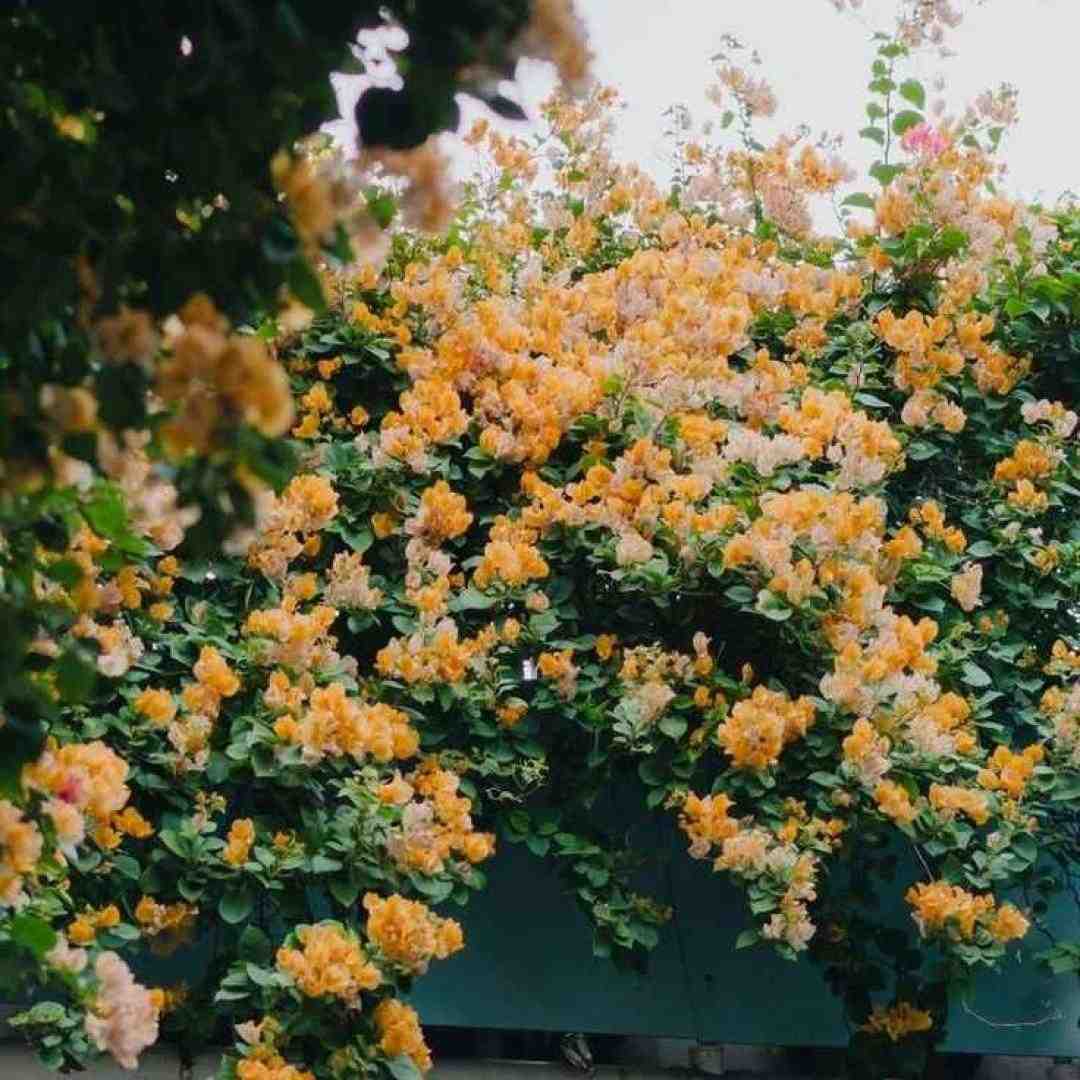 فاطمه عطایی یادش بخیر