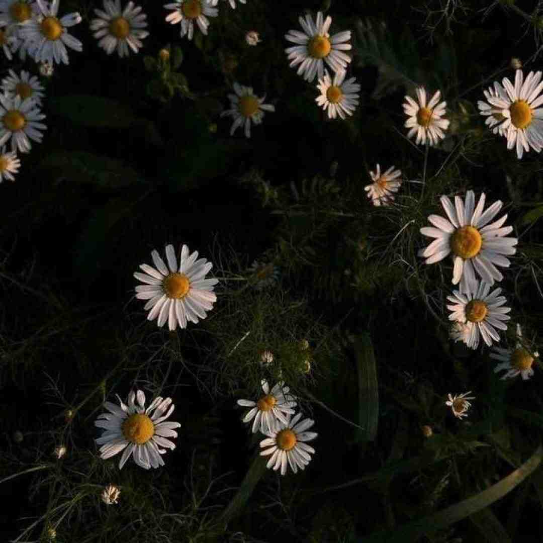  با تو تنها نمیپرم با حتی یه آدم ناتو - صدای دختر