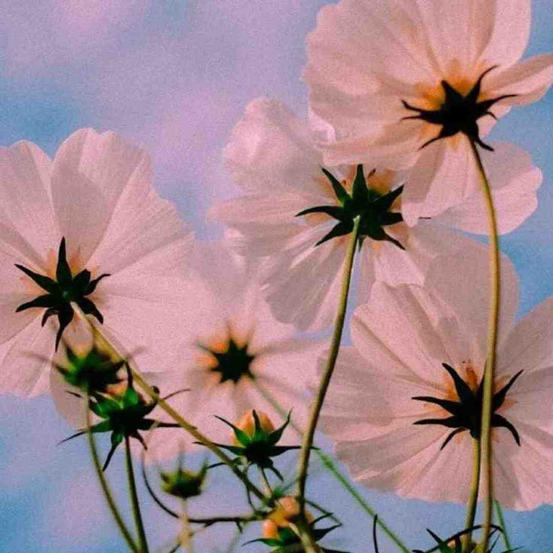  یه روزی گله کردم من از عالم مستی
