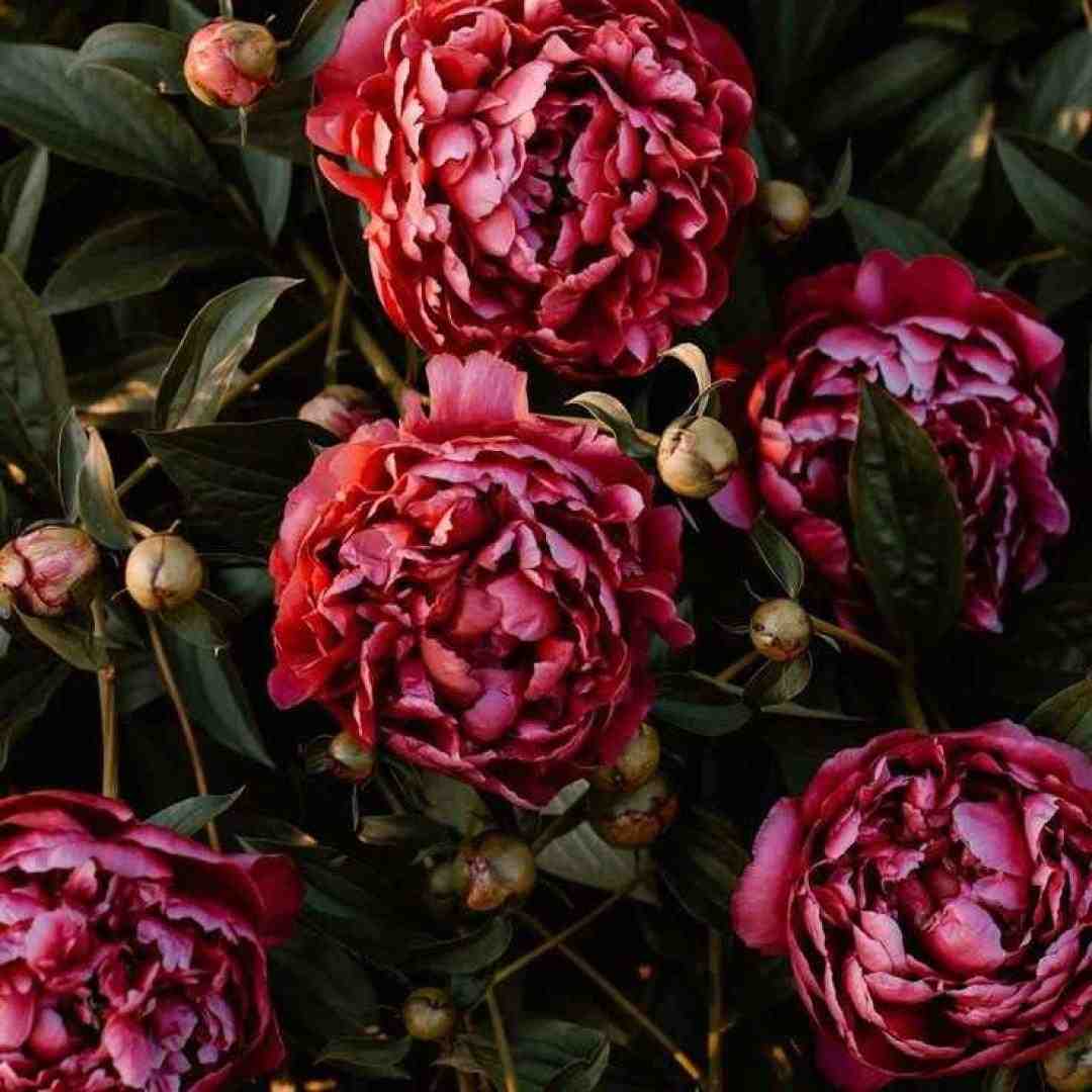  مجنون و لیلی برام مهم نی خیلی