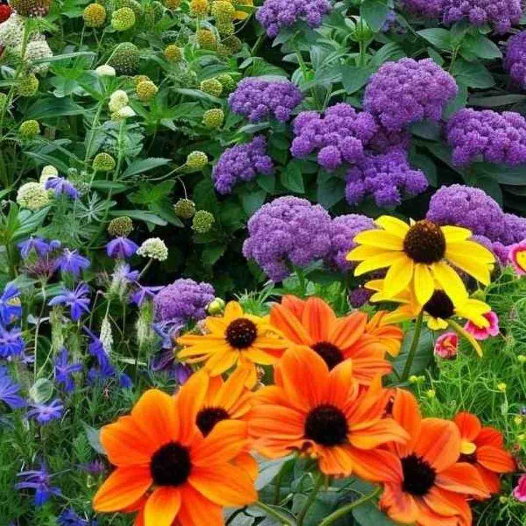  آره آره ایندیکارو نیستم ستیوارو آره