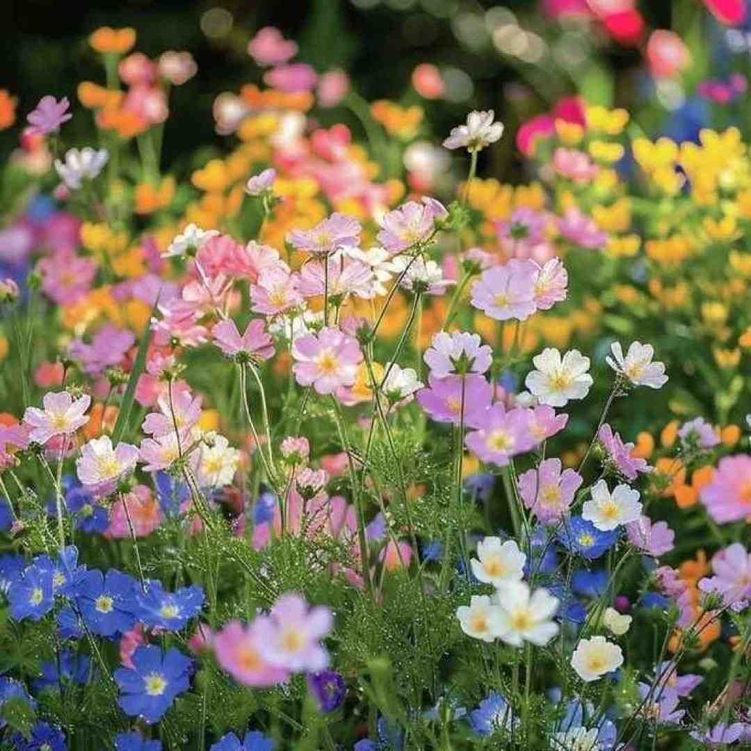  تو هر گذر هر چی پسر میخواد تورو ای گل