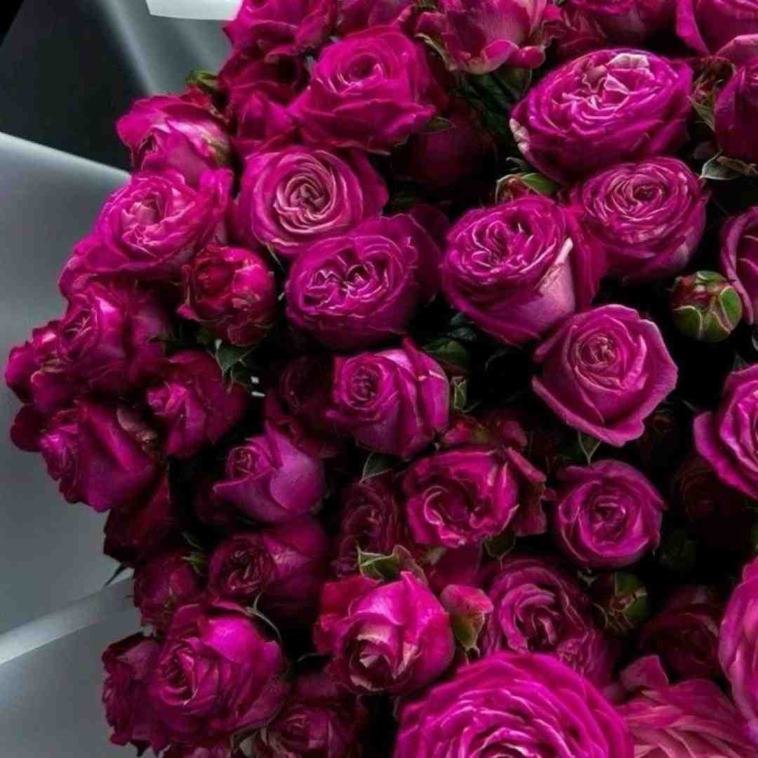  ای شاخه ی پر گل قشنگم اینستایی