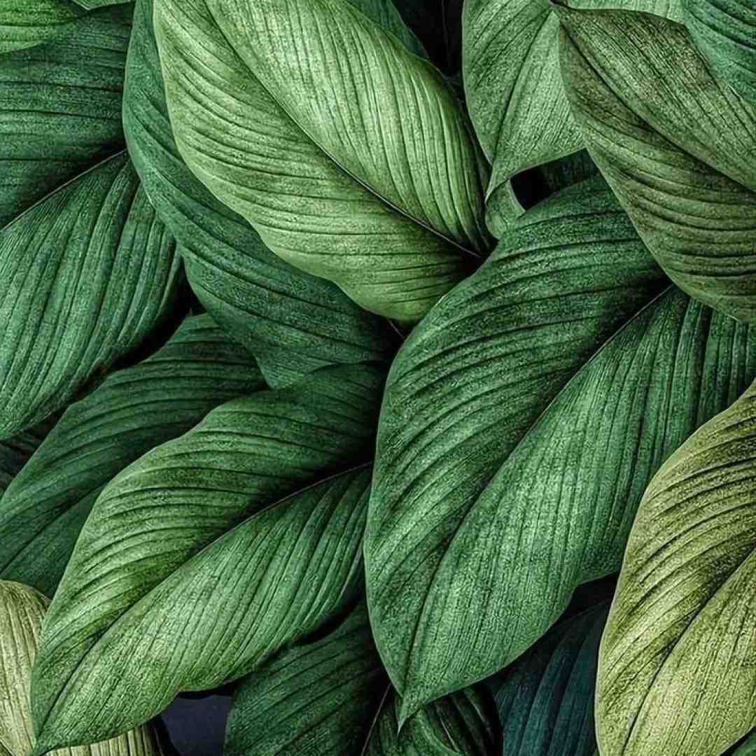  ای ساربان کجا میروی لیلای من چرا میبری با صدای زن