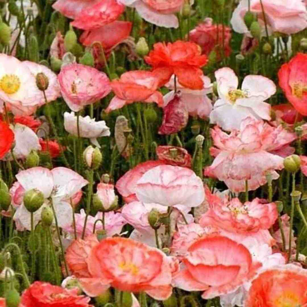  حالا که پیله شدی ول نمیدی
