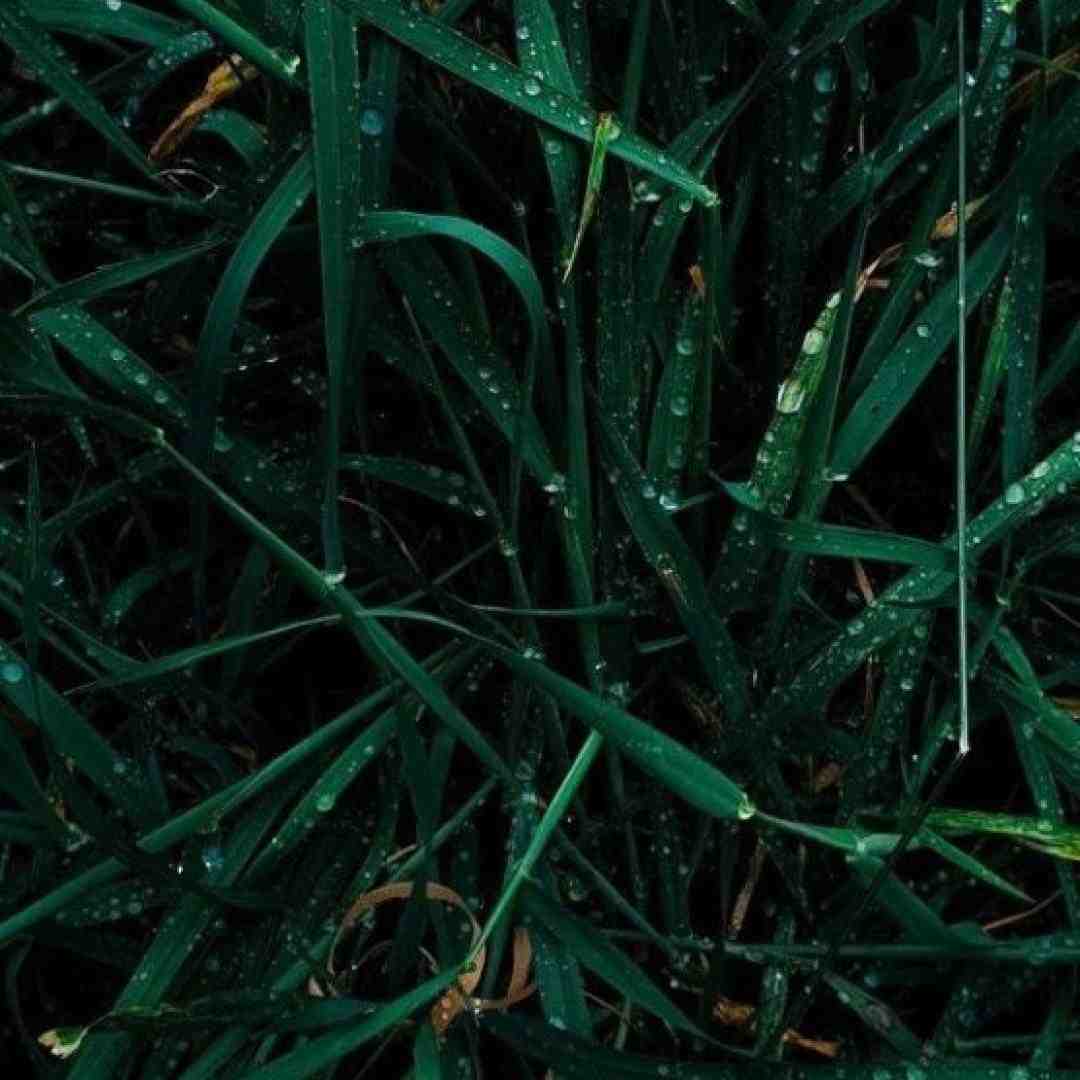  خارجی ستاره ما پول در میاریم ما ستاره ایم (ترند اینستایی)