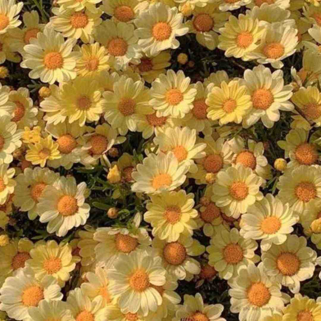  آورد برام خبر یه قاصدک – صدای زن