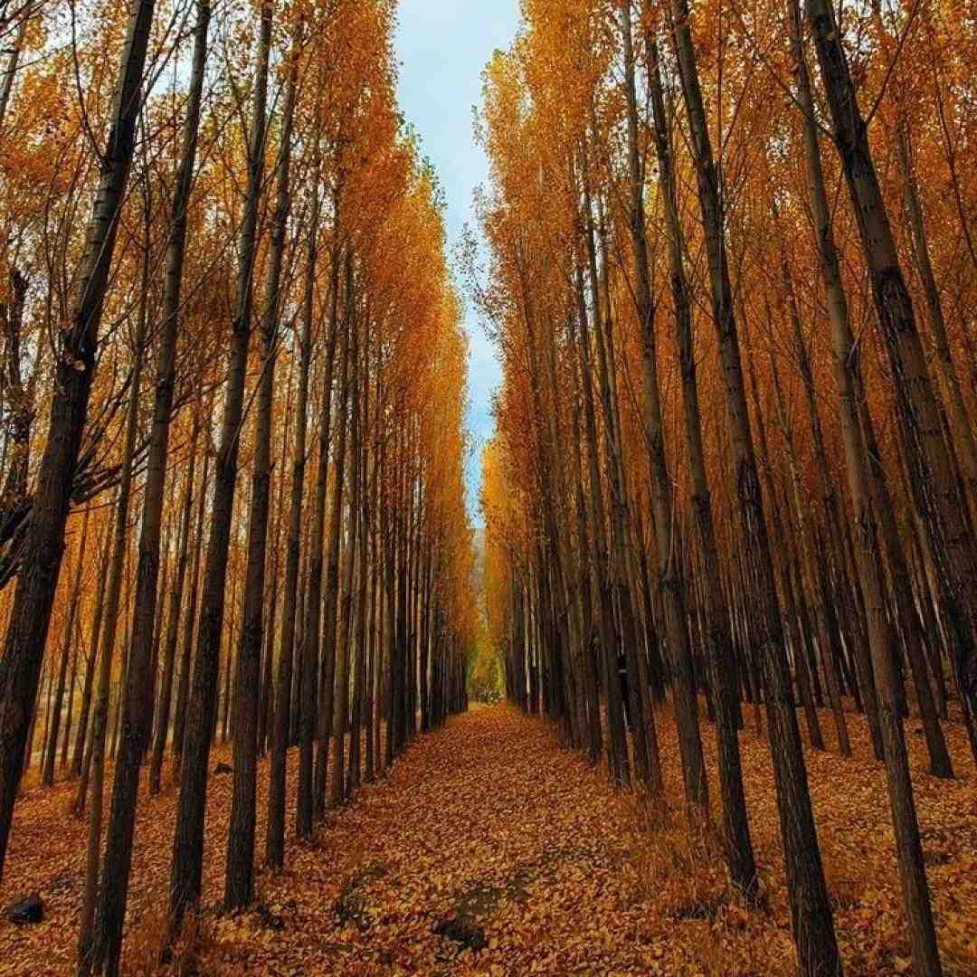  دارم میرم از این شهر میرم برا همیشم