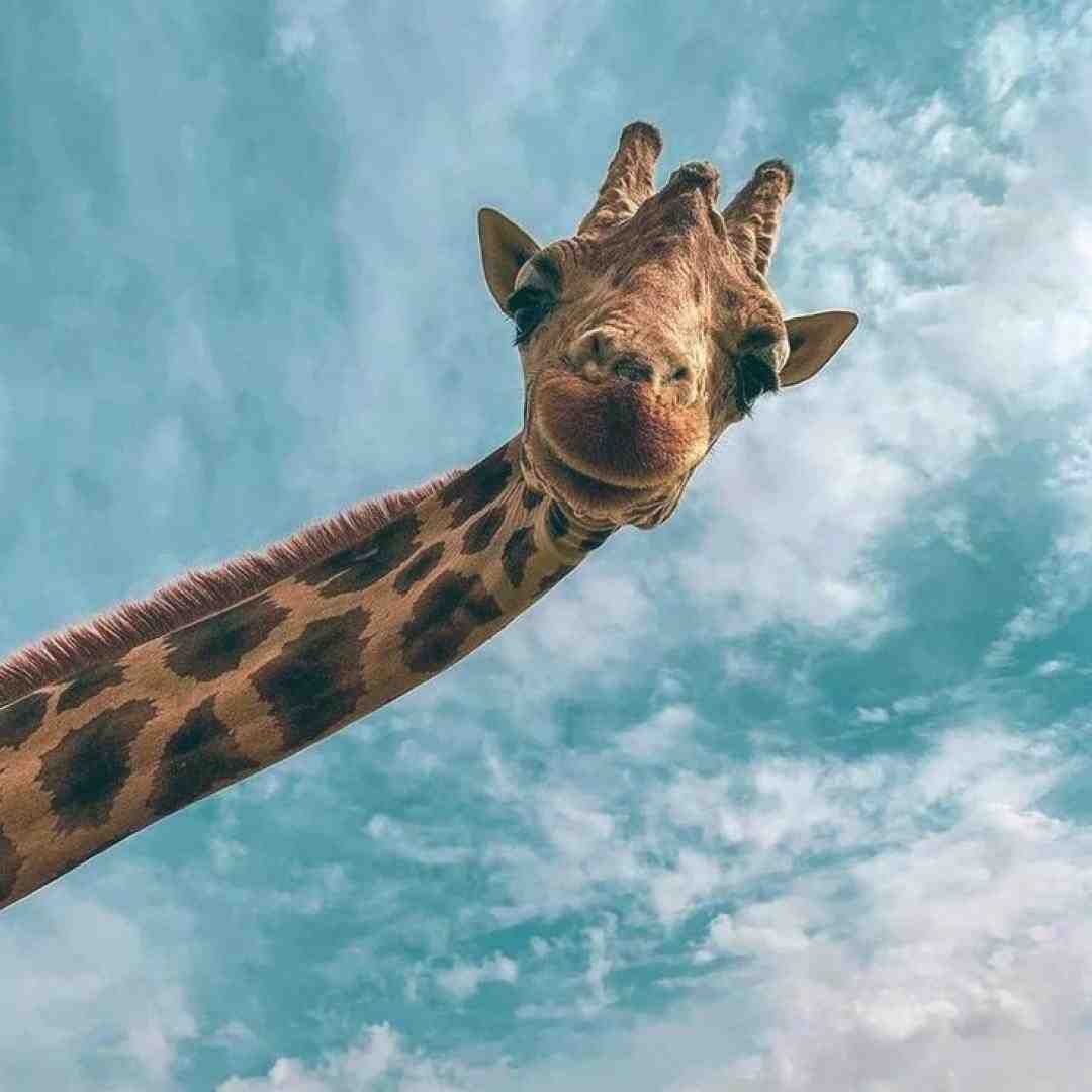  همه عزادار سر به گریبون مردا سر دار زنا تو زندون اینستایی