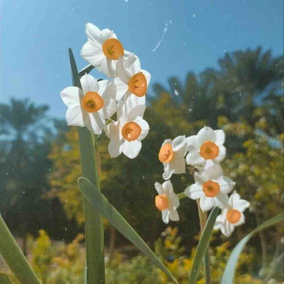  شایدم همینه سهم قشر ما شیره میکشه ازم این دست