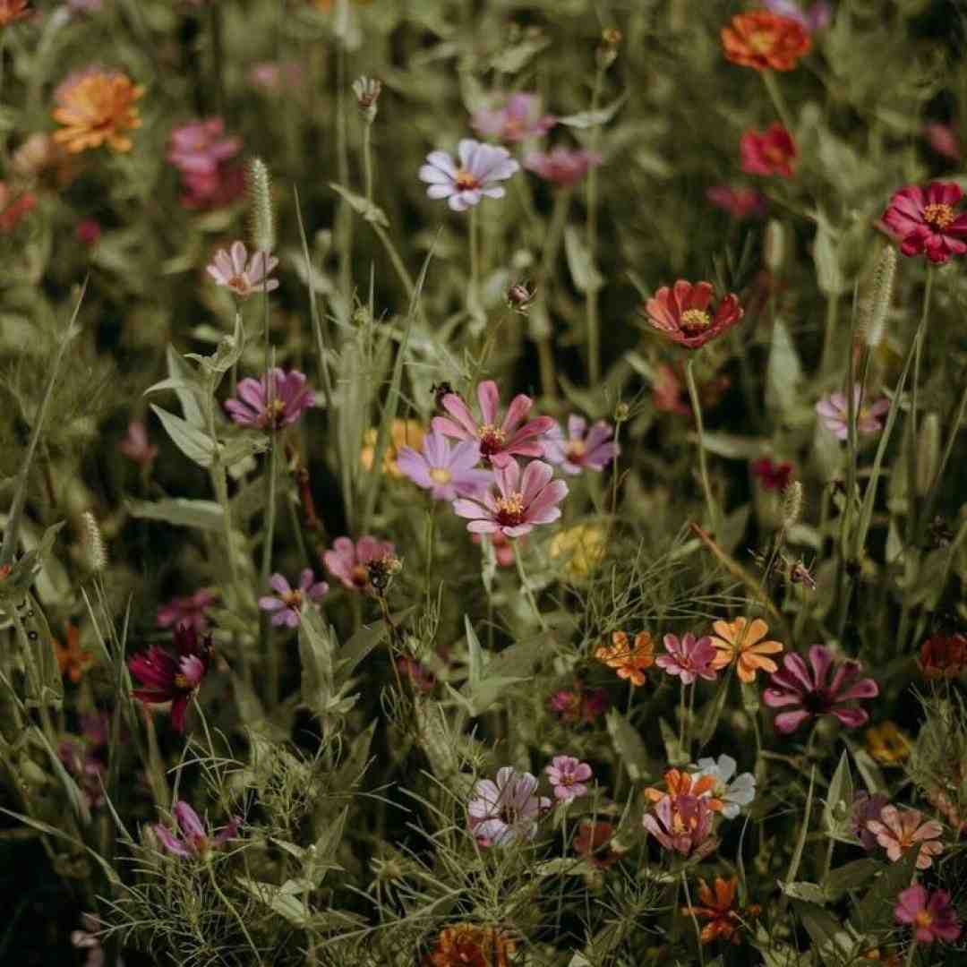  عشقو شادی زندگی آزادی میخوام پول و ثروت (ورژن فارسی)
