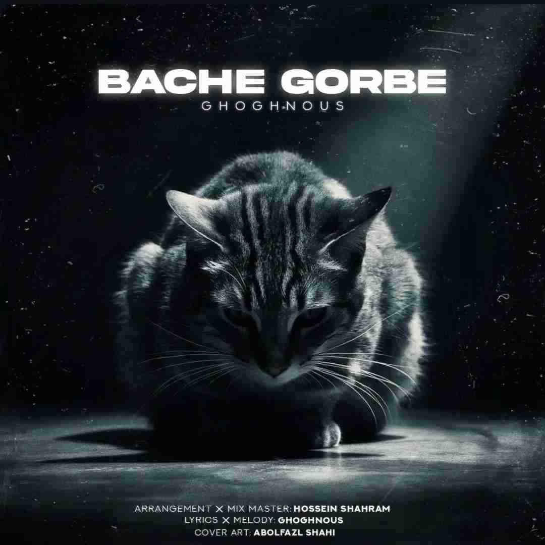 ققنوس بچه گربه