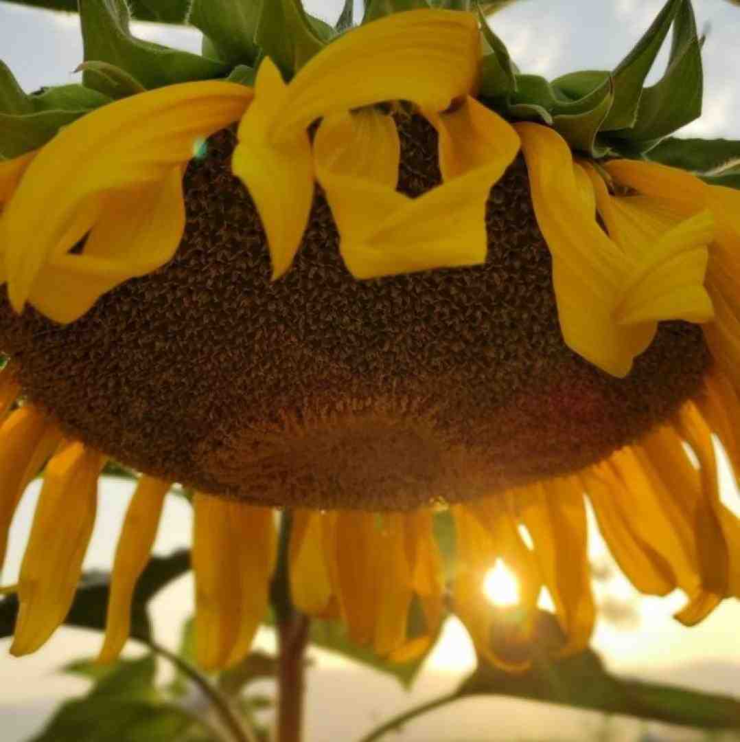یک لحظه صبر کن اگه گفتم عاشقتم شک کن گفتم میمونم