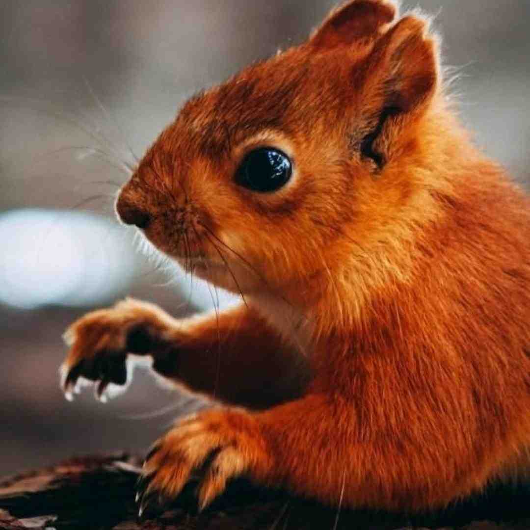  چهار پنج ساعت میخوابم شب و پی رویام با تلاش زیاد
