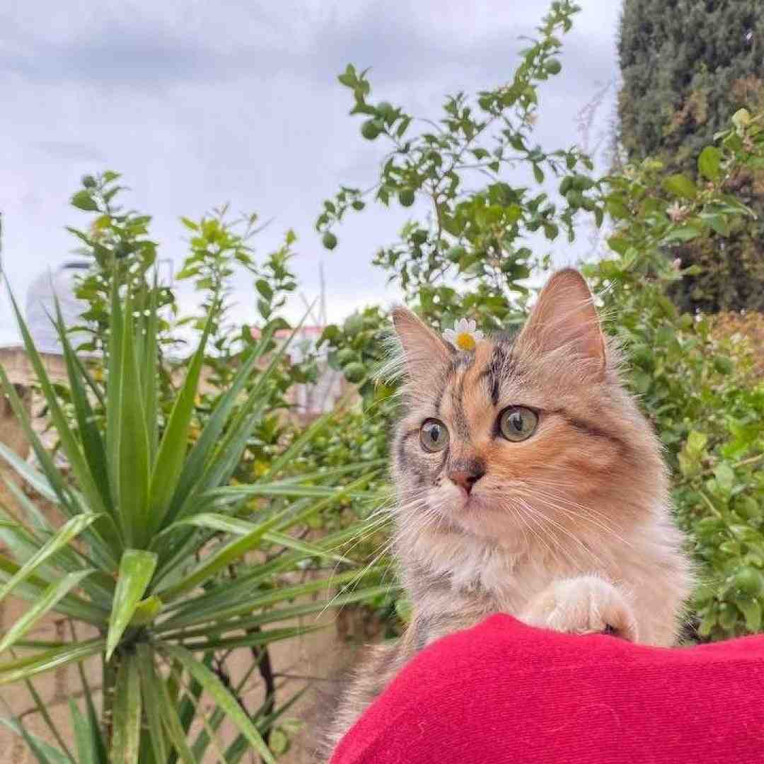  وقتی تو کنارمی ندارم هیچ غمی خنده ها کمان