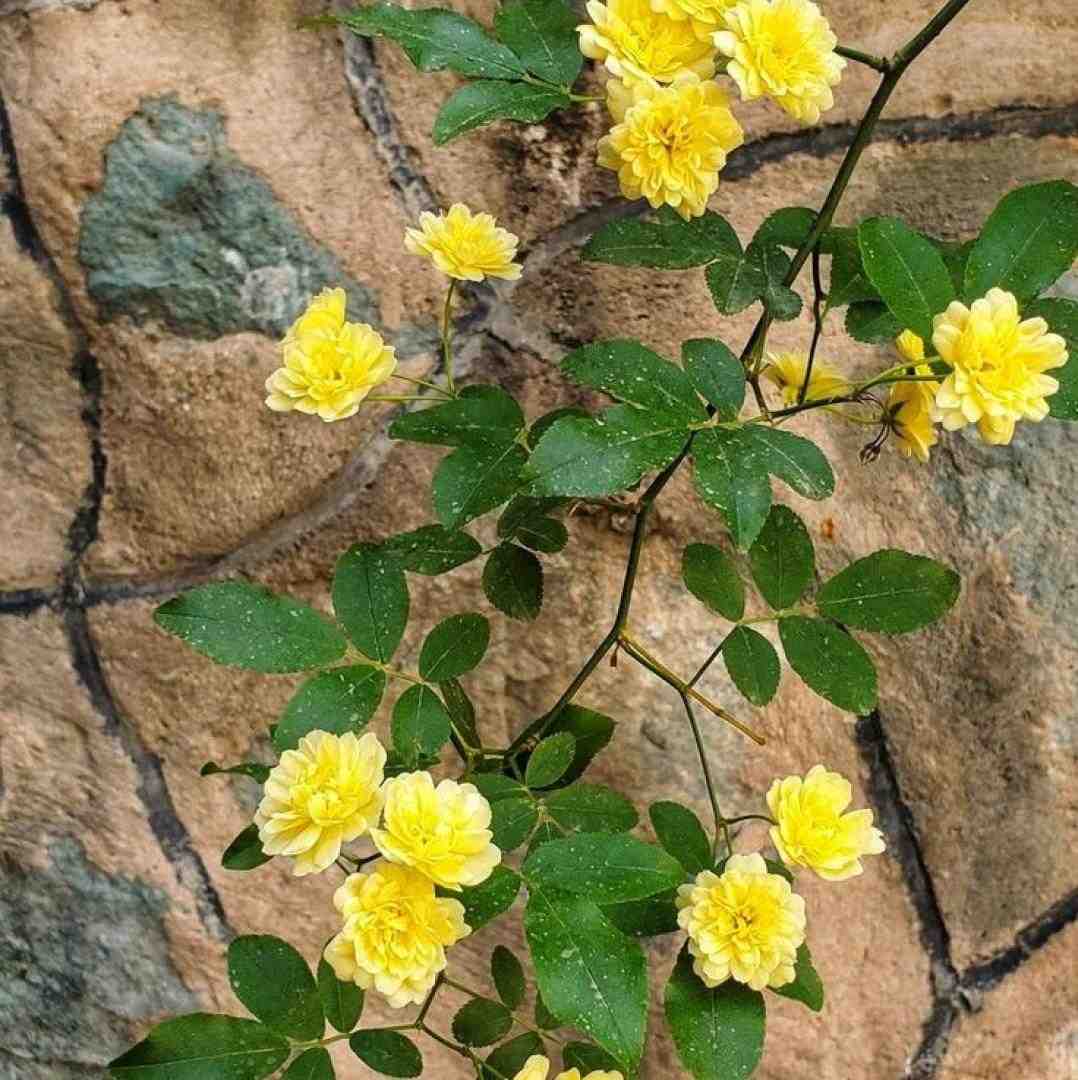 من میبینم یه دنیای رنگیه تو چشمات بهم زل بزن میخوام بشم