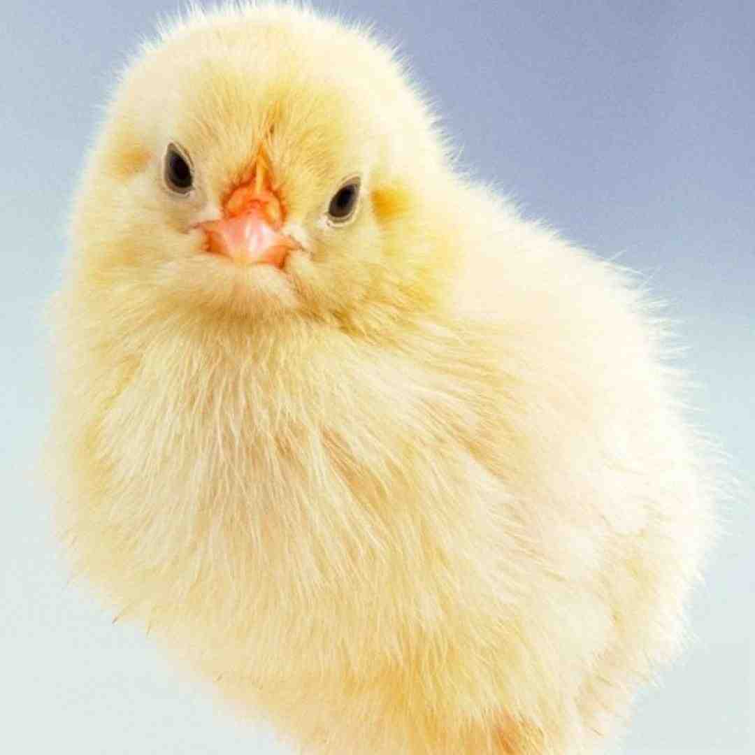  وقتی میگن به جوجه که جوجه قهرمانه با صدای بچه
