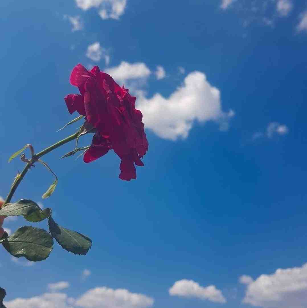  کارمایه کدوم کاره من بودی من فقط فکر میکردم