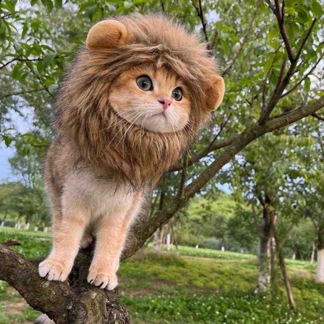  ای به قربون تو که دارو نداروم اینستایی