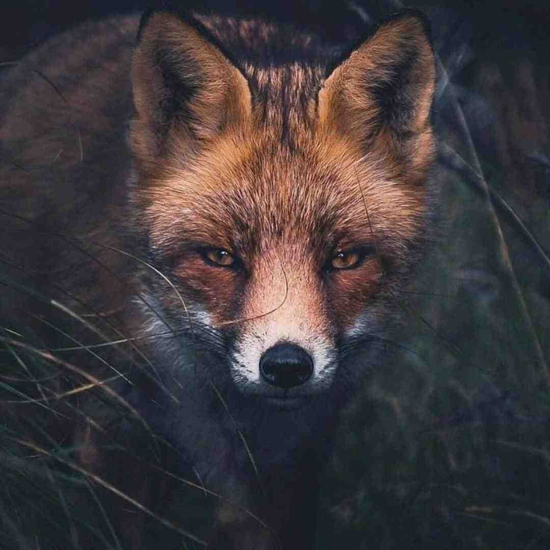 یه موقع هایی لازمه که بد شاخ شی بکشی چندتا