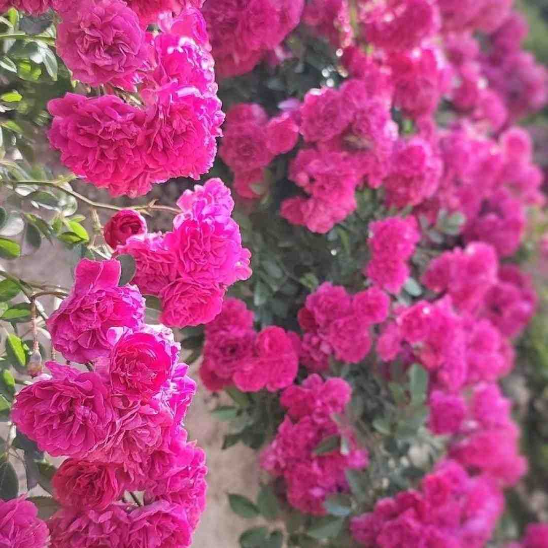 فوزیا ریپ لاو