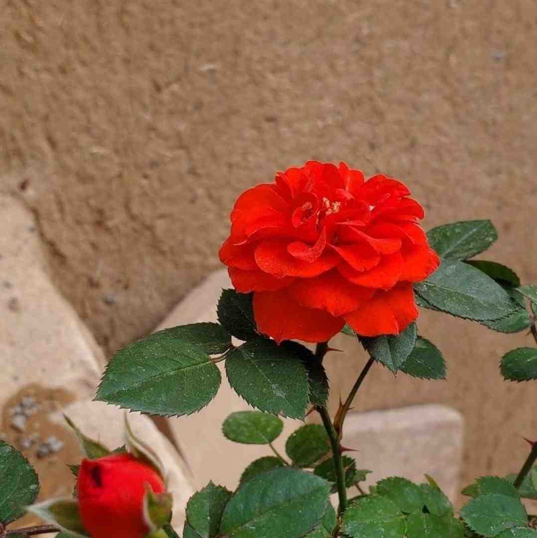  آخه آخه دل من تنگه هنوز دله من تنگه هنوز