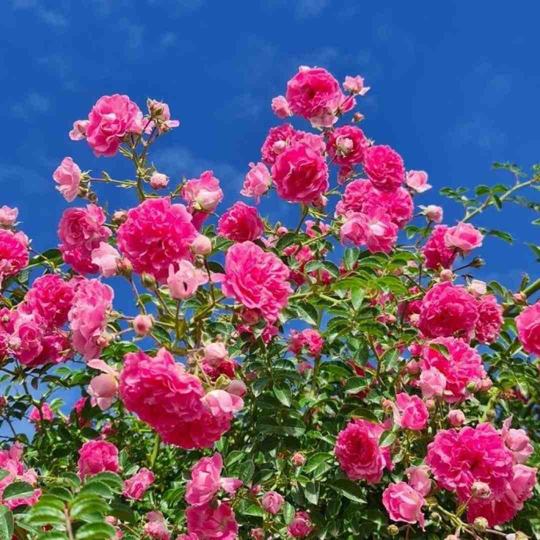 بگو چیکار کنم با تو که تو وا کنی اخماتو با صدای زن