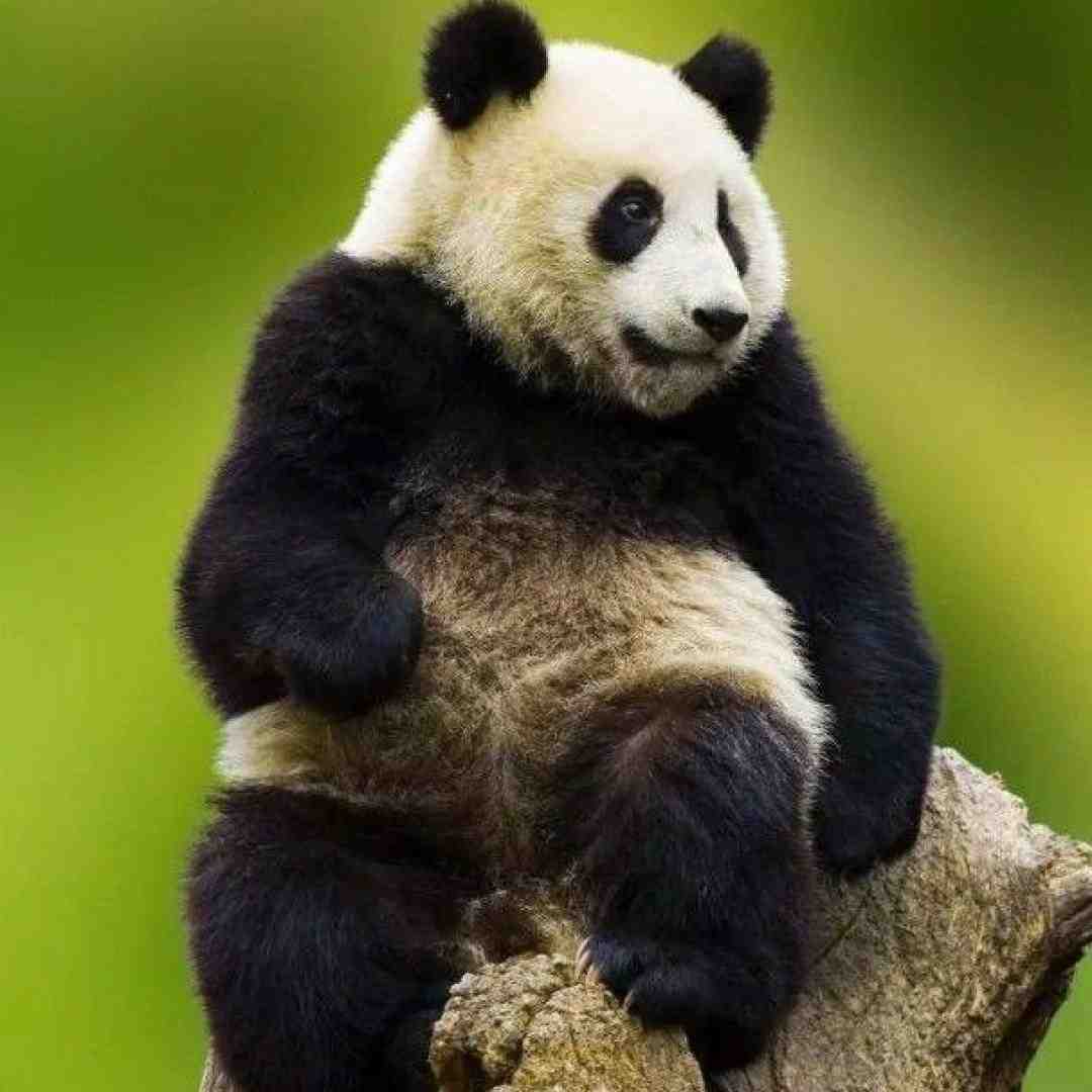  گلوم پر بغض هوا روشن شده دیگه دم صبح