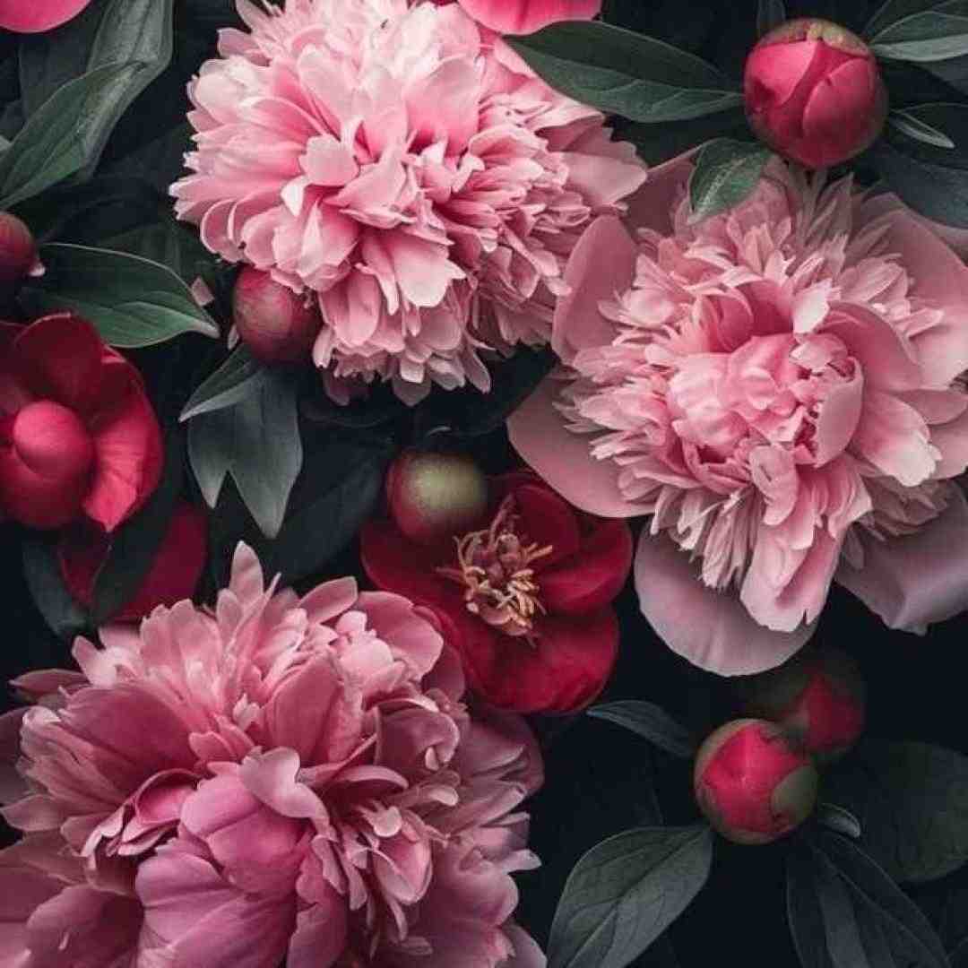  گنده گوزی پشت گوشی فکر میکنی فانی