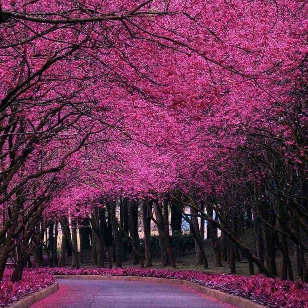  ما نقل و نباتا ما گل میاریم دسته به دسته ما اجرای گروهی