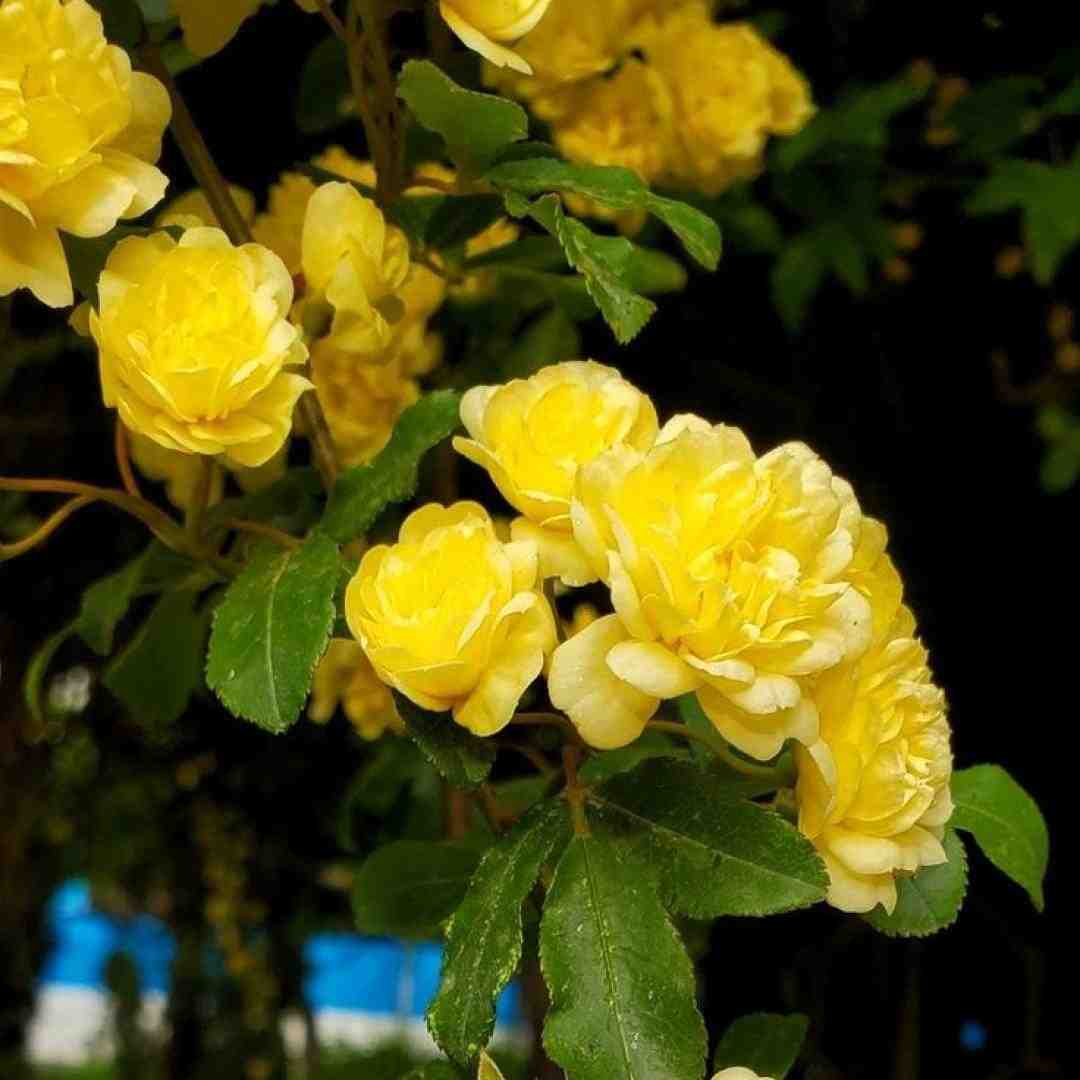  گل آتیش روی لب هاته خوشگلی والا