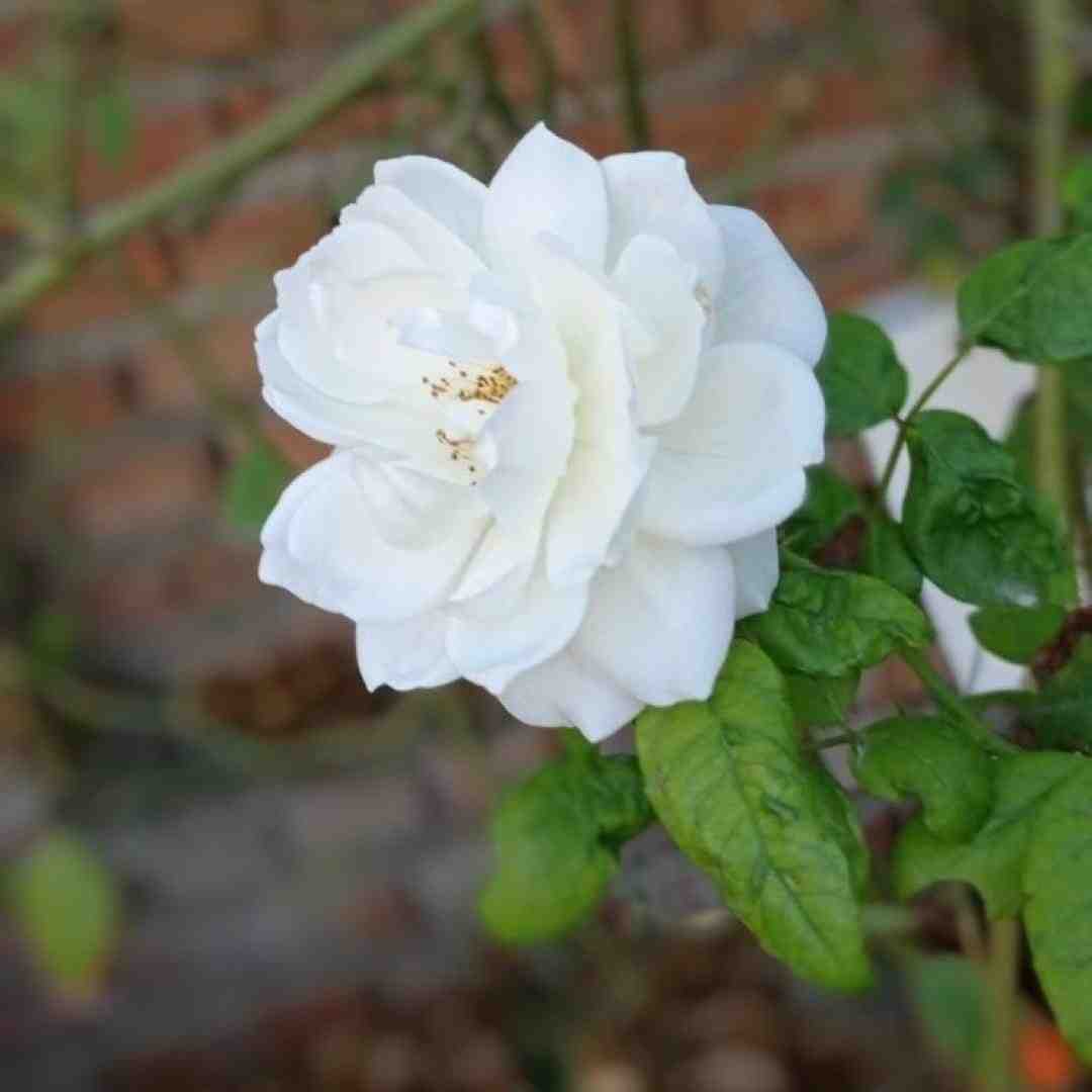  من که چیزی یادم نمیره هر لحظه ممکنه بعدت بمیره