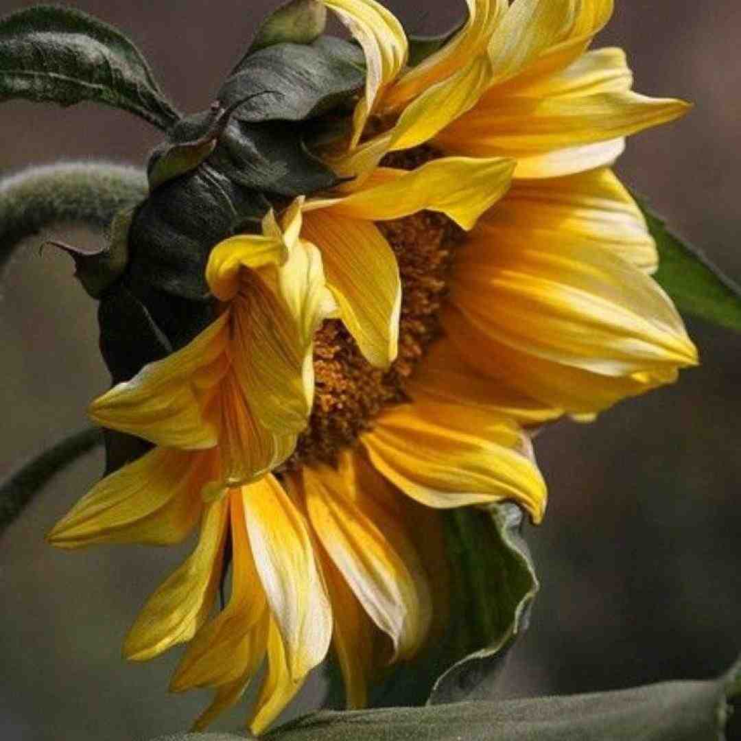  یه بار سلامت میکنم دلمو به نامت میکنم از این همه
