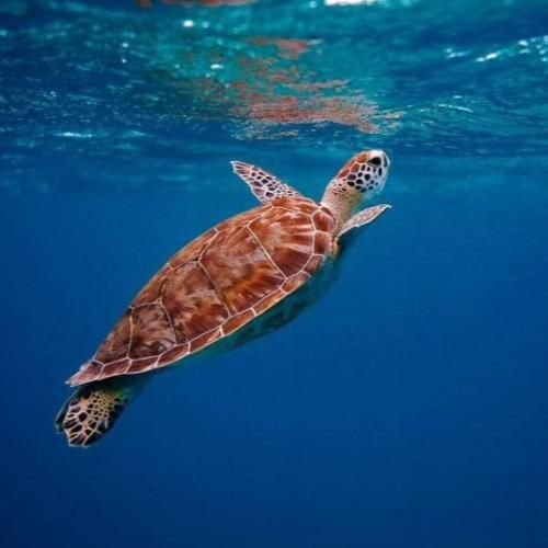  میگن هر چی زیبا تر باشه گل خارشم بیشتره